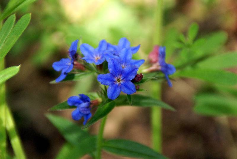 Unser Orchideenpark Bild Nr.024